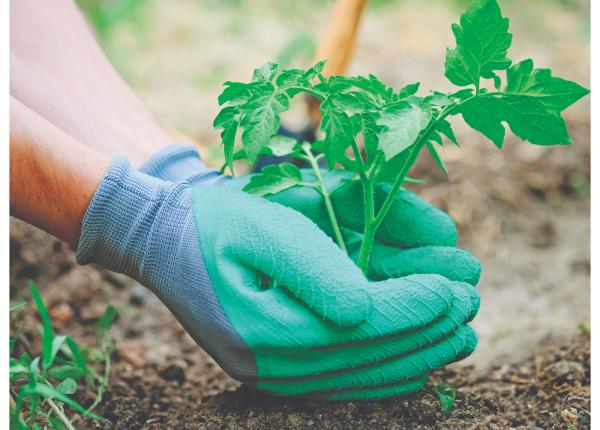 gradinaritul un exceptional antrenament minte corp