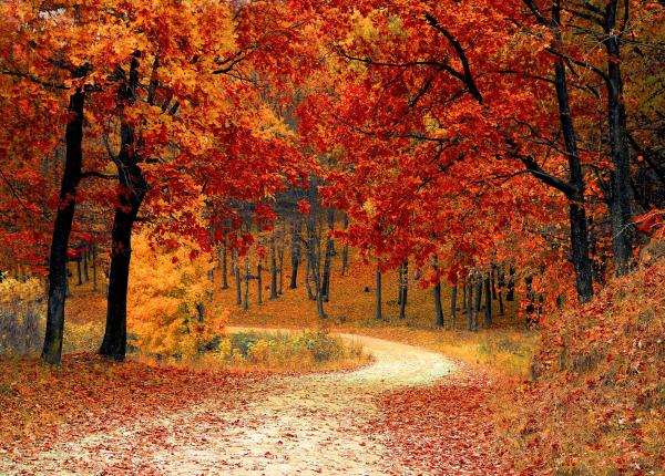 o emotie de toamna o viata mai lunga