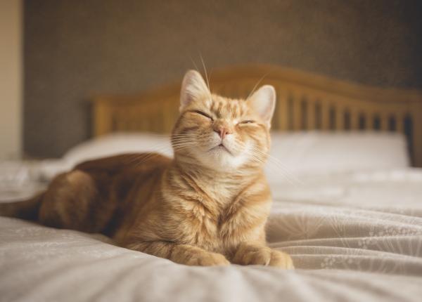 longevitatea raselor de pisici sub lupa cercetatorilor