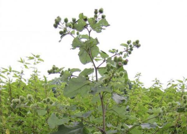 planta care ajuta la eliminarea toxinelor din organism