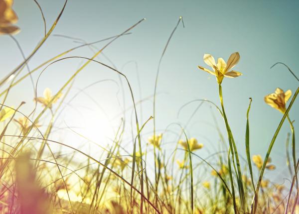 mai desantul primaverii