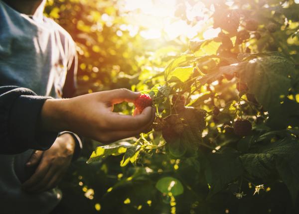 cel mai bun fruct pentru sanatatea intestinala