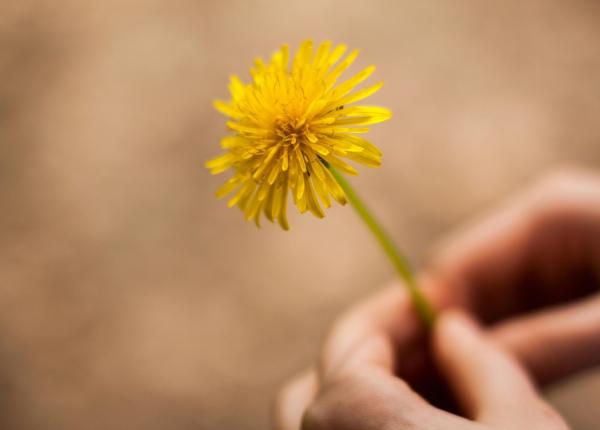o floare banala dar cu efecte extraordinare asupra sanatatii digestive