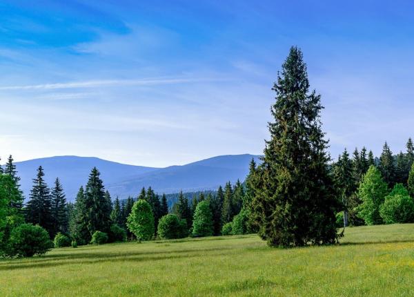 in absenta salinei praidul s a redescoperit