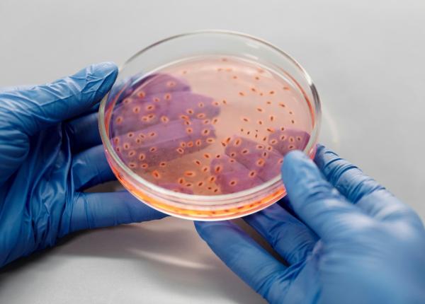 vitamina k%e2%82%82 din bacterii descoperirea care poate revolutiona nutritia